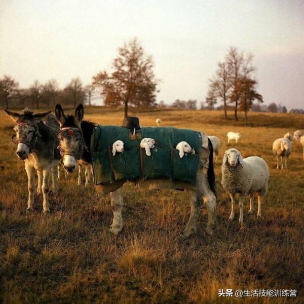 超治癒，50張可愛的寵物抓拍照片