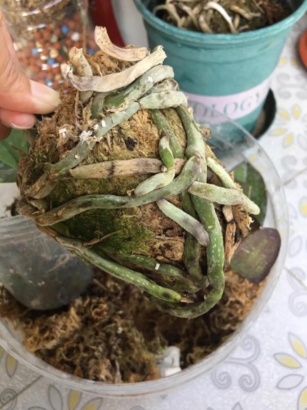 蝴蝶蘭中的花堅強 蝴蝶蘭中的花堅強