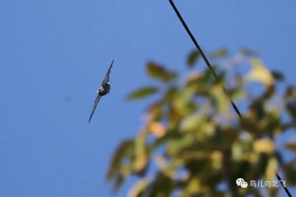 海南鳥事之九 似燕不是燕，喜歡抱成團