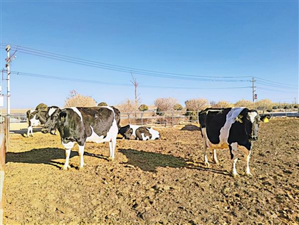 乘風破浪的“寧夏牛”
