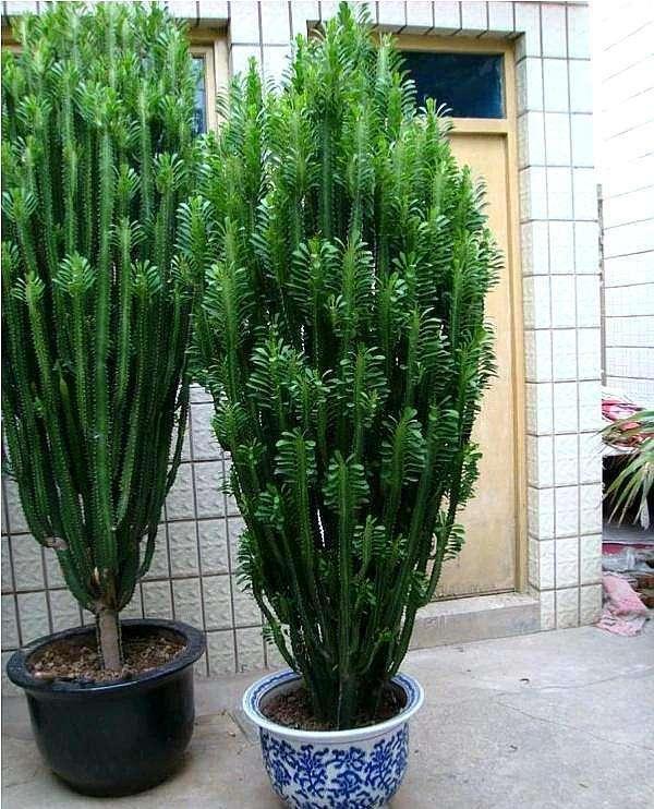 容易因多澆水而死的“10種花”，想要養好，管住手，少澆水