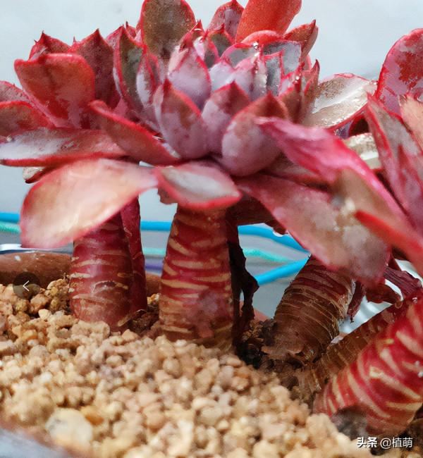 赫拉養了兩年，從深綠色變成鮮紅色，顏值一點不比貴貨差