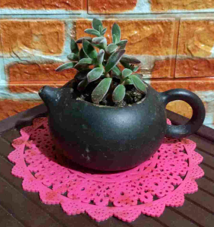 不走尋常路!水壺變盆栽,只需這3步,小巧精緻花樣多 不走尋常路!水壺變盆栽,只需這3步,小巧精緻花樣多