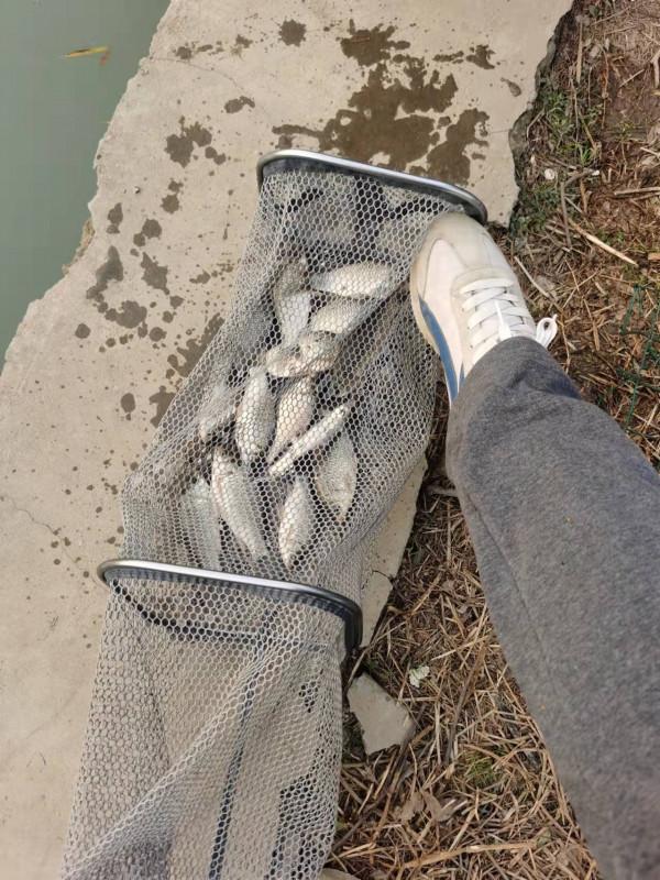 釣無定律，根據魚情調整了浮漂和餌料狀態，讓我收穫滿滿
