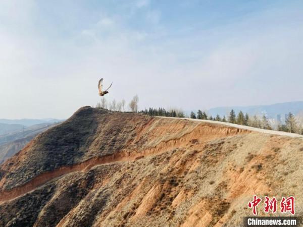 青海：救助、放歸四隻國家二級保護野生動物