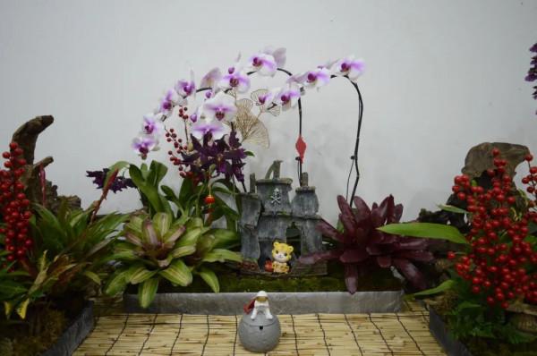 年宵花卉組合盆栽觀賞圖鑑～丨小葉子陪你過大年