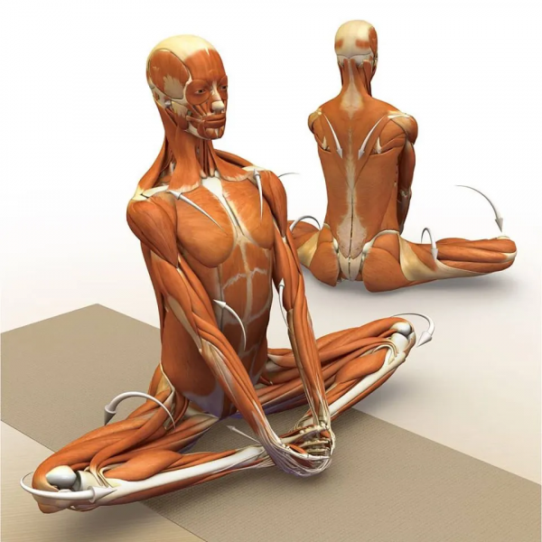 練瑜伽，這些解剖常識你要知道（附28個常見體式解剖圖）