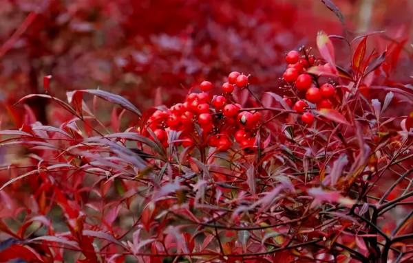 花園植物小百科 | 你的花園到底適合種什麼植物？對症下藥是關鍵