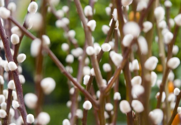 寓意超好的6種花，現在種下，過年就能有花賞