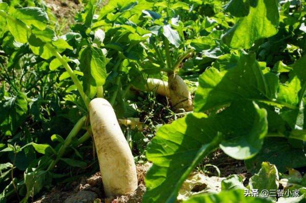 學學我家羊肉的做法，湯白味美滋補，肉嫩鮮香好吃，比酒店還好吃