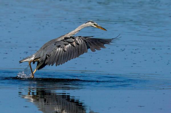 蒼鷺的捕魚生活 蒼鷺的捕魚生活