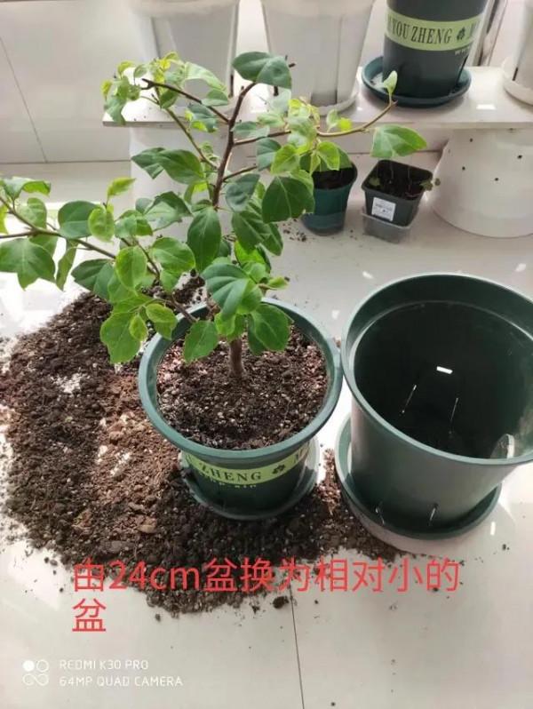 封閉陽臺養三角梅花盆如何選擇 封閉陽臺養三角梅花盆如何選擇