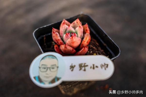 多肉美,玲瓏透嬌豔欲,小帥帶大家共賞冬日多肉之美 多肉美,玲瓏透嬌豔欲,小帥帶大家共賞冬日多肉之美