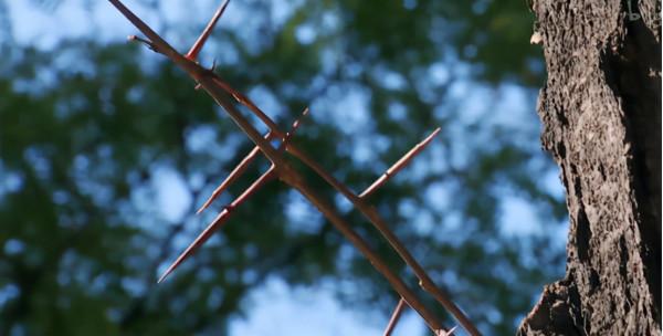 史前動物廣翅鱟：專吃海洋“浮屍”，4億年前最先登陸地面的動物