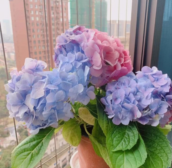 15種室內常見花卉的養護要點,小編養花多年的經驗,趕緊收藏吧 15種室內常見花卉的養護要點,小編養花多年的經驗,趕緊收藏吧