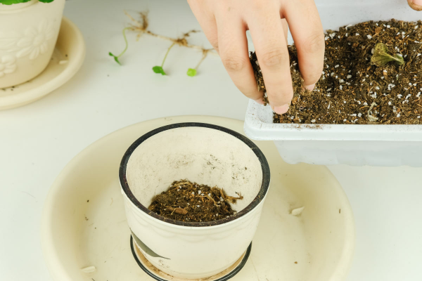 養花不能忽視花盆，選好了花長得壯，選錯了花都死翹翹