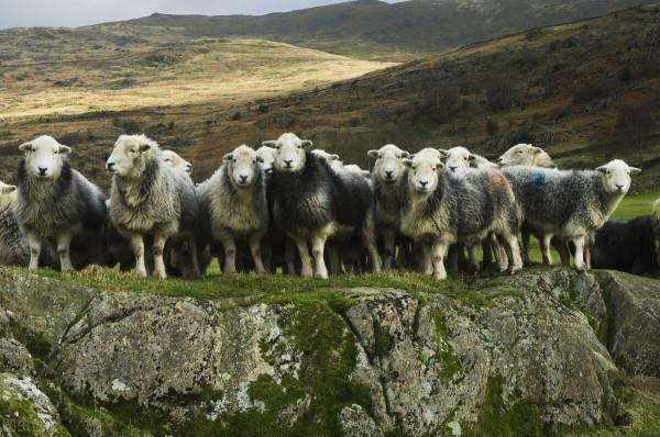 羊價不景氣，有沒有別的辦法來增加收入？或許這3點行得通