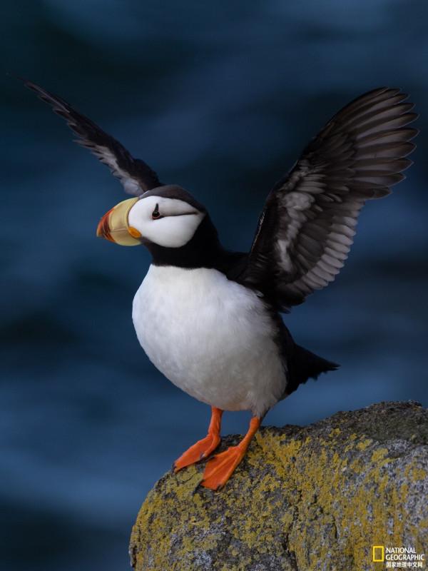 來阿拉斯加圓島,聽海象歌唱 來阿拉斯加圓島,聽海象歌唱