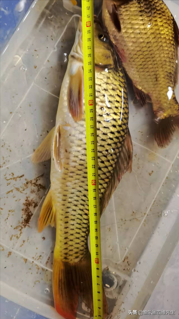 聊聊自己如何不可救藥地墮入釣魚圈