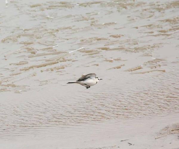 一種少見的鳥，在朋友圈很難看到它的身影—白鶺鴒