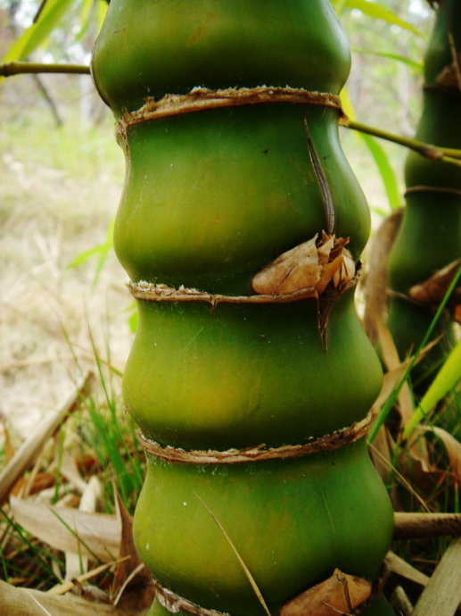 家中養&OpenCurlyDoubleQuote;5種竹&rdquo;，富貴不俗，護家祥瑞，好日子節節高升