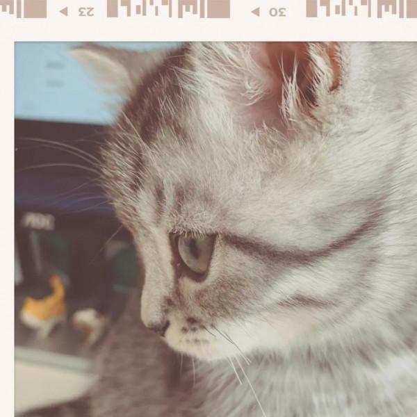 養貓日記 我的狗兒子 養貓日記 我的狗兒子