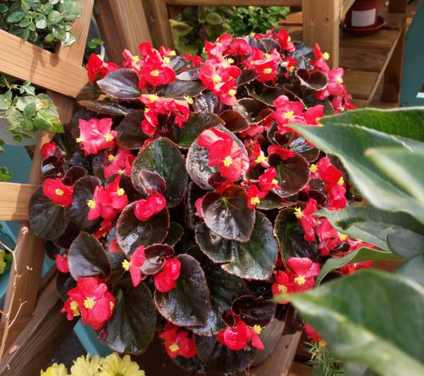 四季海棠不開花?做好3點,葉片多花也多,一直開,很鮮豔 四季海棠不開花?做好3點,葉片多花也多,一直開,很鮮豔