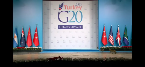 偶遇路中央喝水的流浪貓，大叔停車等候，畫面過暖