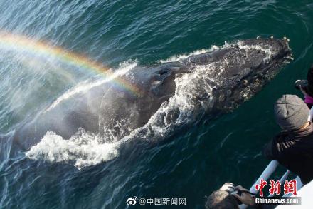 太美了！鯨魚噴出彩虹畫面