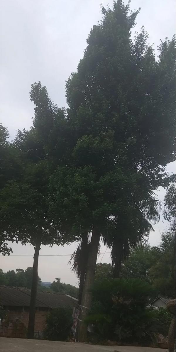 巧學大師釣大魚