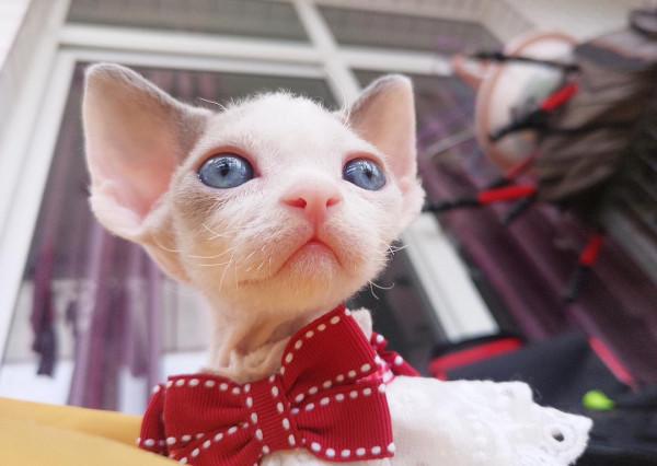 德文捲毛貓：比布偶還像狗的貓，被稱為“捲毛狗”，重點是不掉毛