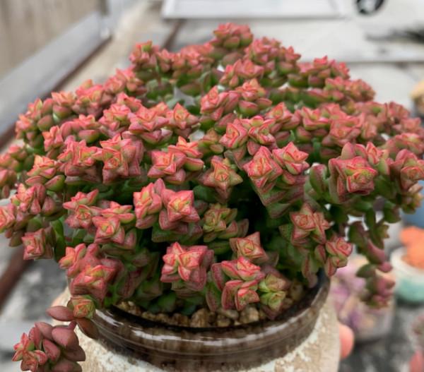 6種漂亮多肉,好養易爆盆,養10盆都不嫌多 6種漂亮多肉,好養易爆盆,養10盆都不嫌多