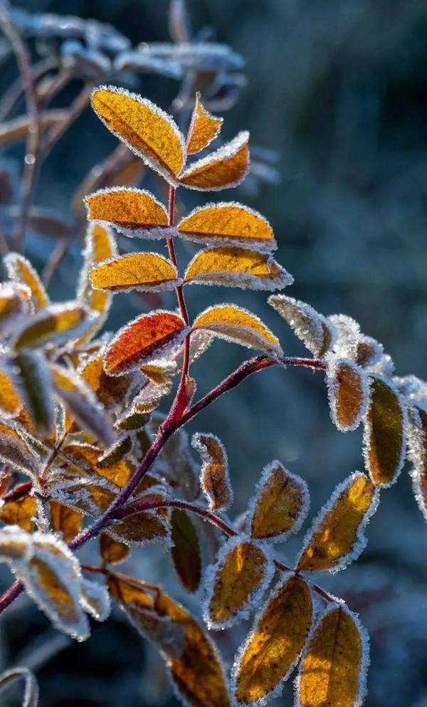 層林盡染的黃崗梁,許你一個秋天的童話 層林盡染的黃崗梁,許你一個秋天的童話