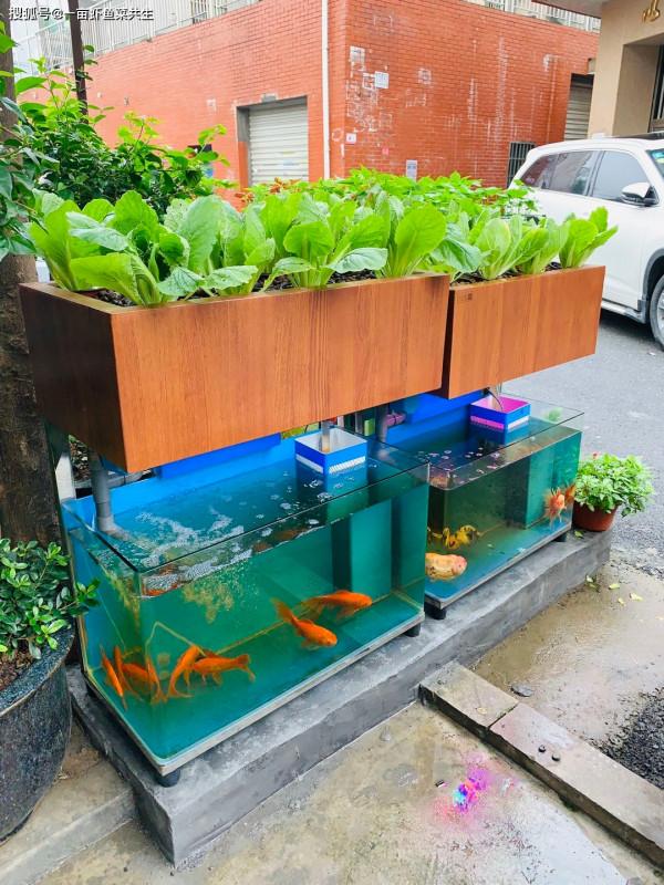 農村小夥2畝地年賺20萬，1平方蔬菜養1.3公斤魚，別人賠錢他賺錢