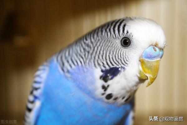虎皮鸚鵡是非常敏感的,需要更多關注,是否養虎皮鸚鵡一隻活不久 虎皮鸚鵡是非常敏感的,需要更多關注,是否養虎皮鸚鵡一隻活不久