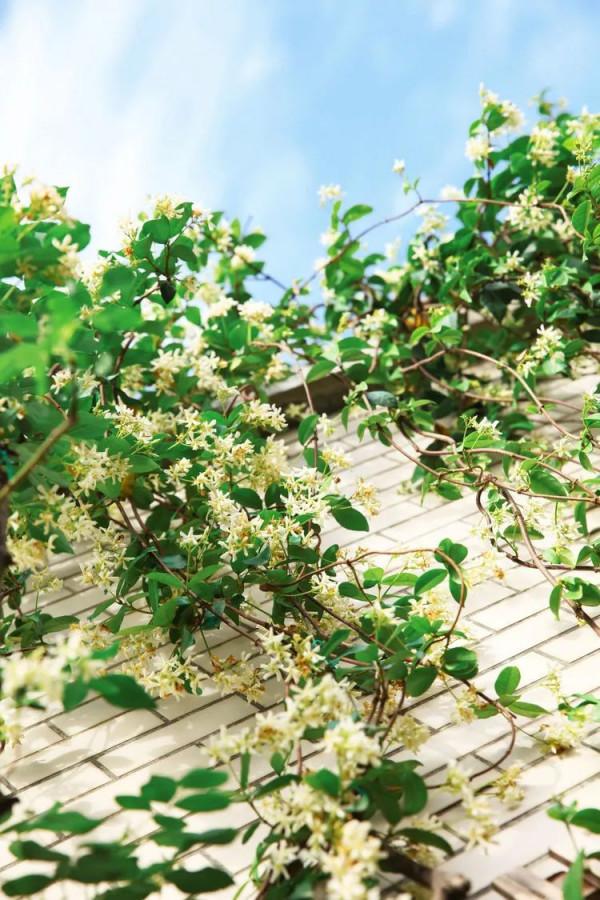 她改造的54㎡露臺花園，一個可在花叢中漫步的秘境，美不勝收