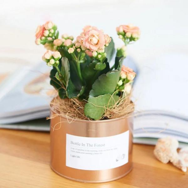 這些花，現在入手最適合，冬季室內也能花開爆盆