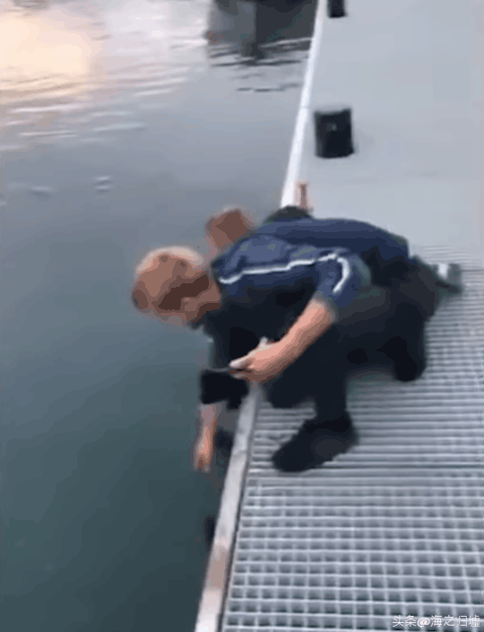 看完這27張圖片才知道，動物們的智商竟然這麼高