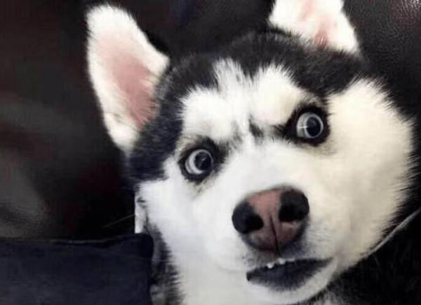 莫名對空氣狂叫，害怕地發出嗚咽聲，狗真的能看到“髒東西”嗎？