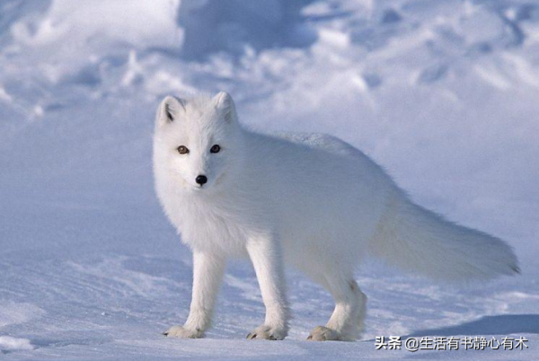 漲知識，擁有天使般的微笑“北極狐”