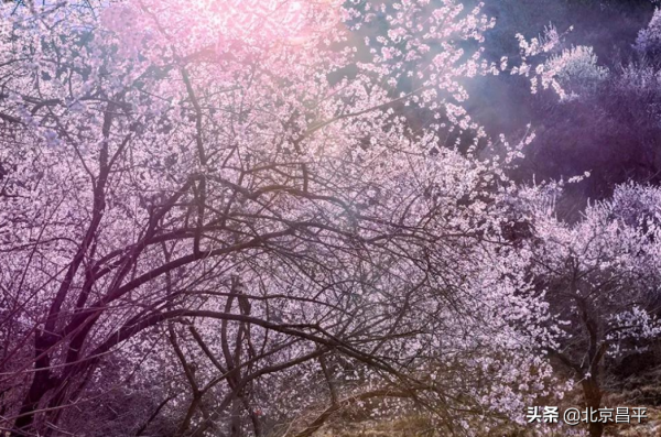 2021好幸運，和你在昌平走過春夏秋冬