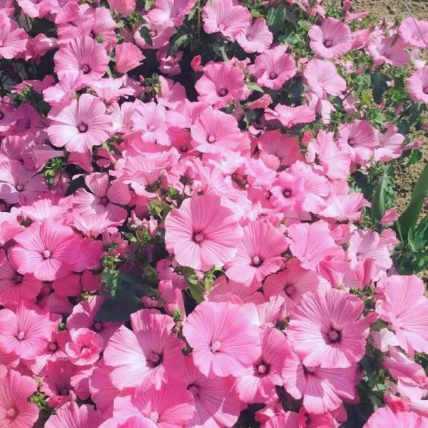 家裡養盆“銀盃花”，“曬點太陽”就銀光閃閃，爆盆開花