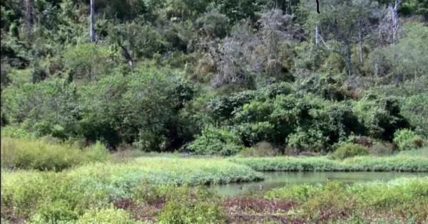 現實版&OpenCurlyQuote;冰與火&rsquo;的世界：科隆群島