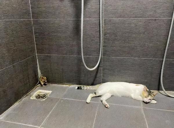 貓抓了只老鼠,結果往浴室一放,就倒頭睡覺,把主人看懵了 貓抓了只老鼠,結果往浴室一放,就倒頭睡覺,把主人看懵了