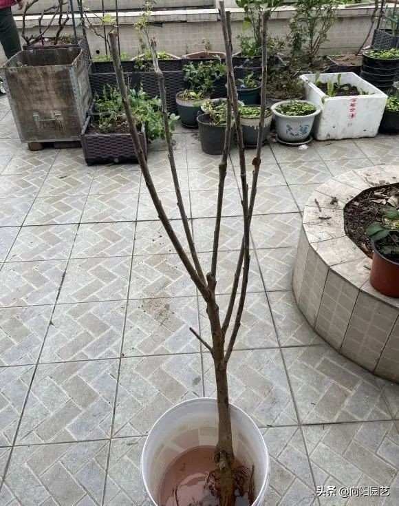 6種果樹，可以種在花盆裡，養在露臺上，實現“水果自由”