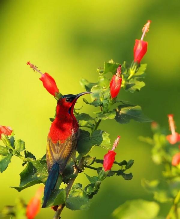 分享圖片,色彩斑斕,美麗無比的太陽鳥 分享圖片,色彩斑斕,美麗無比的太陽鳥