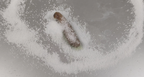 水蛭在澳洲氾濫成災!為何我國稱它為“軟黃金”,價格居高不下? 水蛭在澳洲氾濫成災!為何我國稱它為“軟黃金”,價格居高不下?