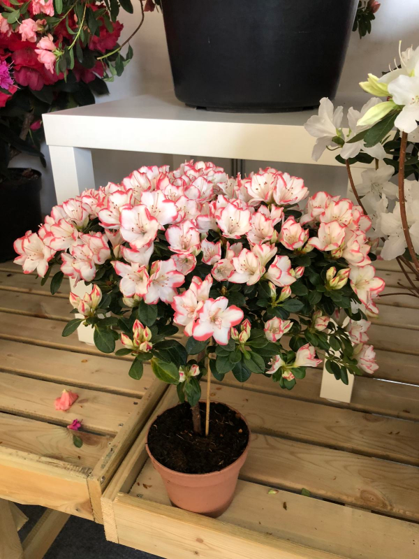 8種&OpenCurlyDoubleQuote;矯情&rdquo;年宵花，幹不得，澆不得，十有八九養不好