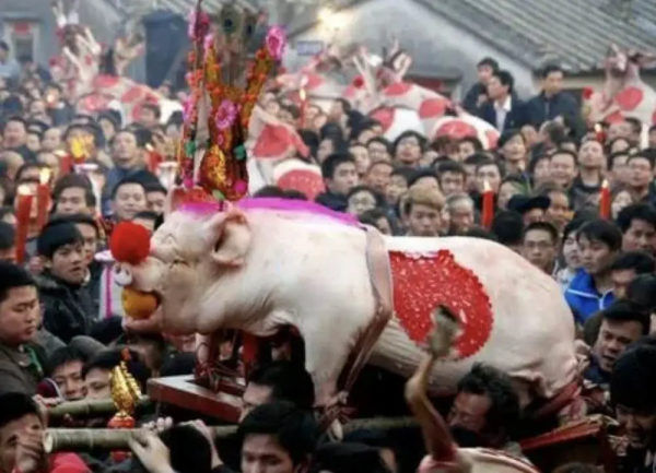 見過潮汕賽大豬，就明白了美學的奧秘