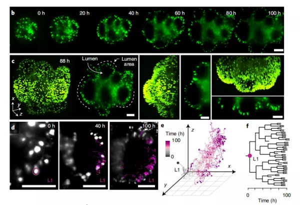 科學家開發譜系記錄儀iTracer，可用於所有體外細胞培養系統